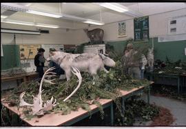 Open House 1986; taxidermy wolf in wildlife display [photograph 1 of 2]