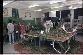 Open House 1986; taxidermied wolf in wildlife display [photograph 2 of 2]